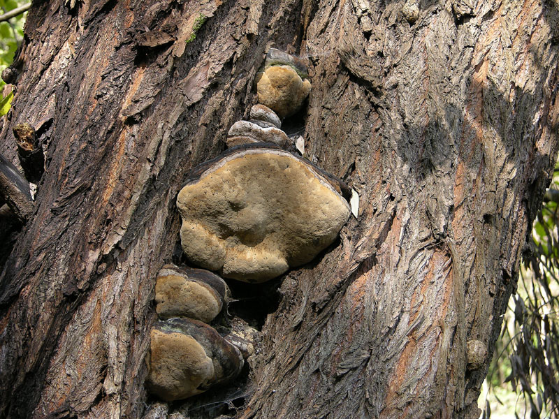 Phellinus igniarius.